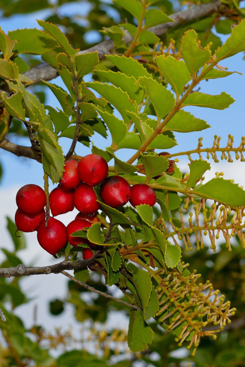 Natural Organic Ingredients Rosa Organics